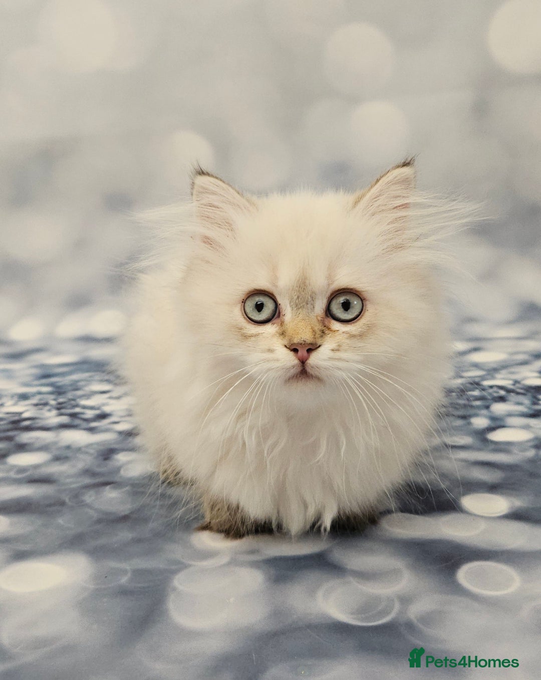 British Shorthair cats for sale: Excellent Scottish straight and fold kittens - Image 9