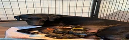 Labrador Retriever dogs for sale: Loveable Labrador Puppies  - Advert 1