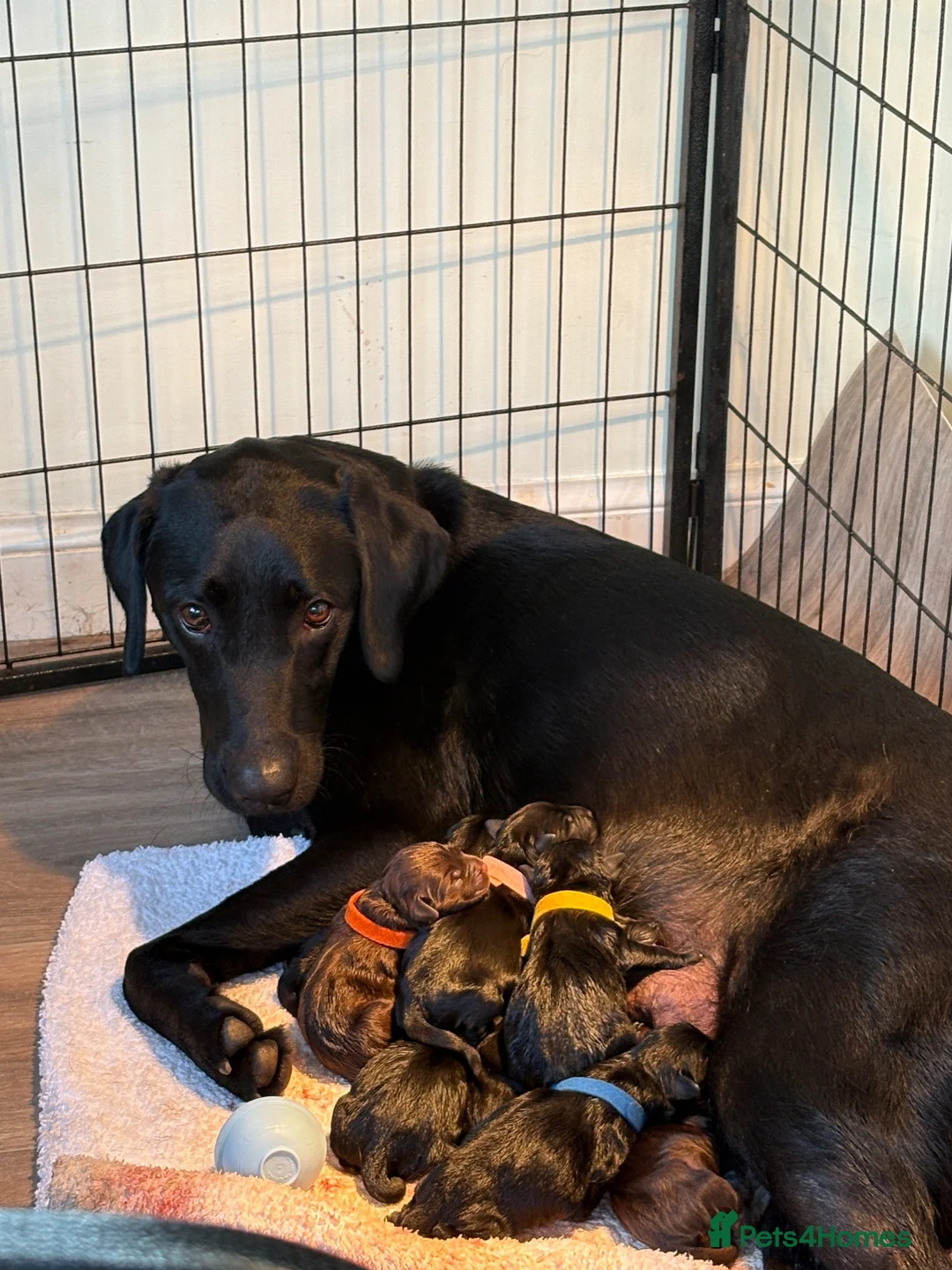 Labrador Retriever dogs for sale: Loveable Labrador Puppies  - Advert 1