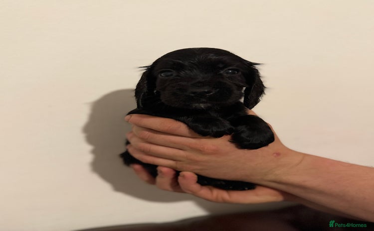 Cocker Spaniel dogs - Advert 3