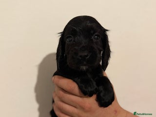 Cocker Spaniel dogs - Advert 3