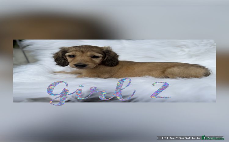 Miniature Dachshund dogs - Advert 5