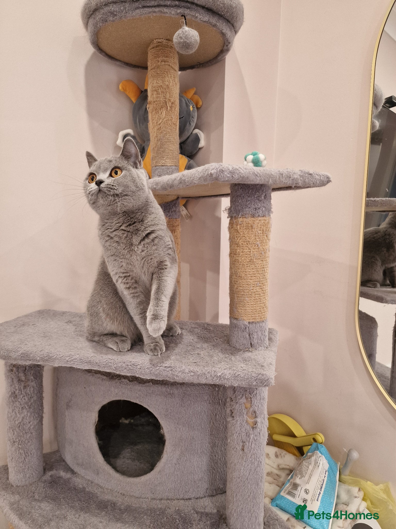 British Shorthair cats ❤️ Amasing girl❤️ GCCF active.  - Advert 6