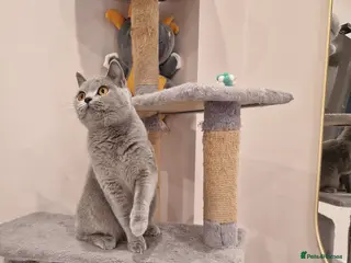 British Shorthair cats ❤️ Amasing girl❤️ GCCF active. - Advert 16