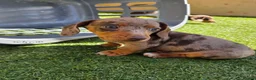 Miniature Dachshund dogs for sale: Minature dachshunds - Advert 4