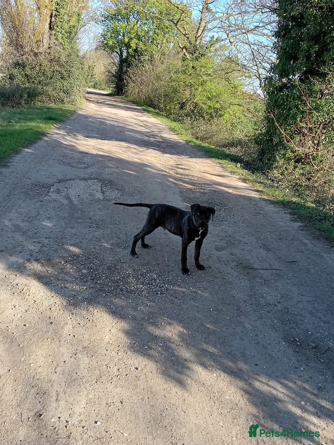 Cane Corso dogs for sale: Male Cane corso  - Advert 2
