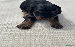 Cavapoo dogs for sale: Toy f1b cavapoo puppies - Image 3
