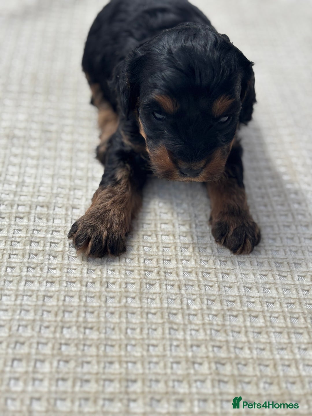 Cavapoo dogs for sale: Toy f1b cavapoo puppies - Image 3