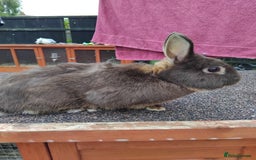 Netherland Dwarf rabbits for sale: Netherland dwarf rabbits  - Image 6
