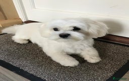 Maltese dogs for sale: KC Reg Korean Maltese girls - Image 17