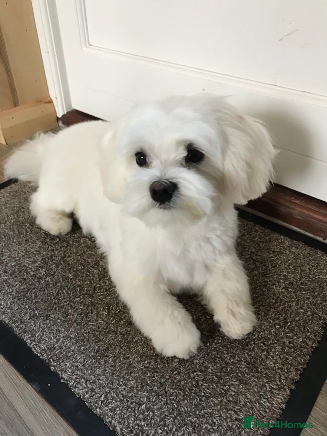 Maltese dogs for sale: KC Reg Korean Maltese girls - Image 17