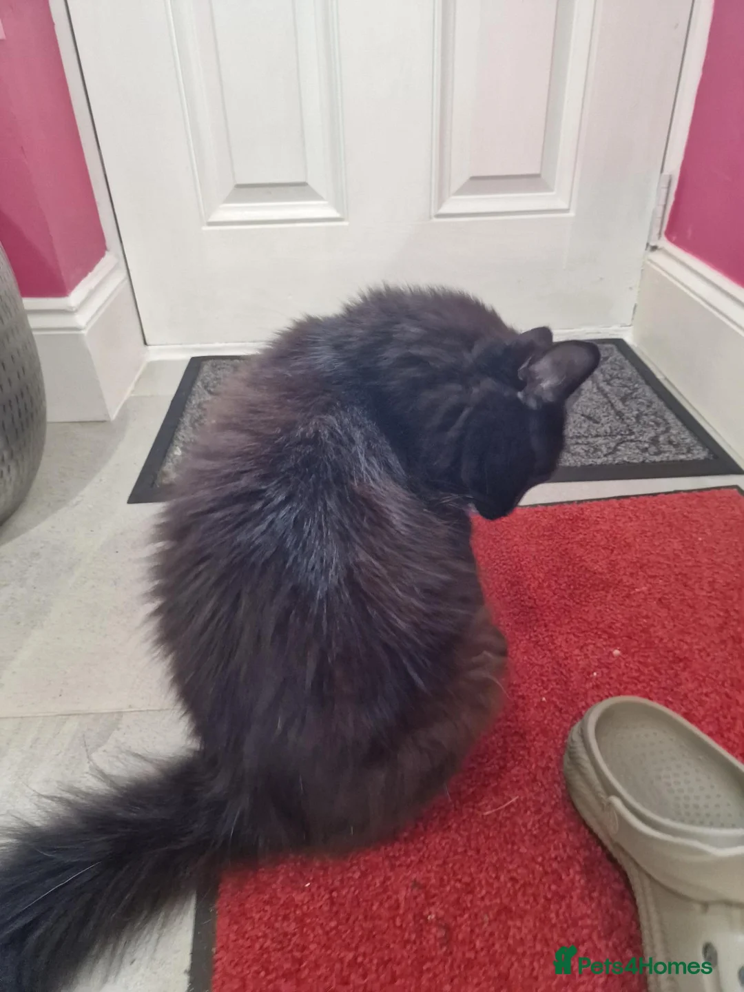British Longhair cats for sale: Beautiful 2 year old British longhair in Telford - Advert 2