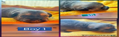 Mixed Breed 1