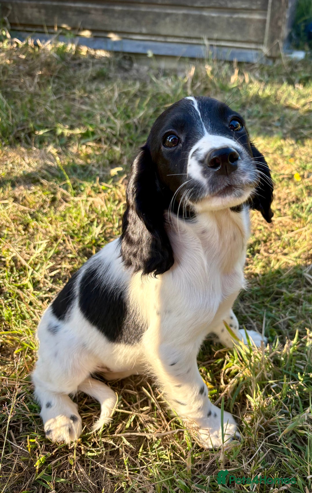 Sprocker dogs for sale: Sprocker puppy’s  - Image 3