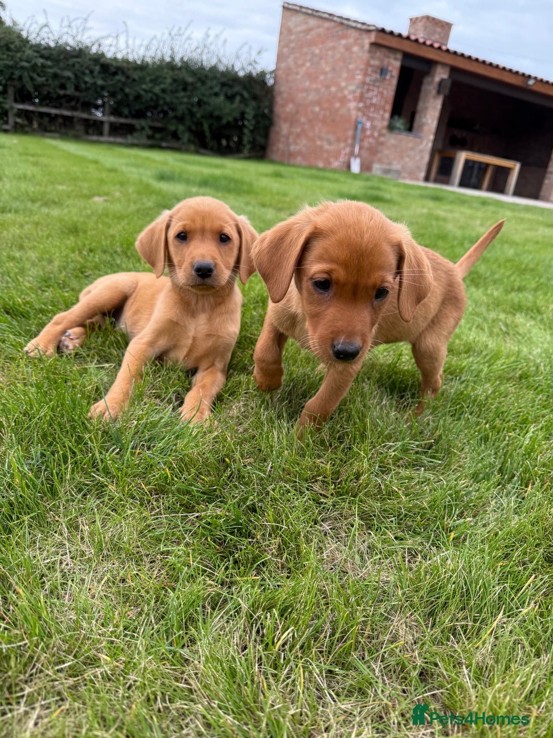 Labrador Retriever dogs for sale: Beautiful Fox Red Labrador Puppies For Sale - Image 6