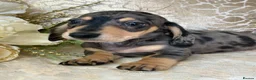 Miniature Dachshund dogs for sale: KC Smooth Coat Miniature Dachshunds - Advert 10