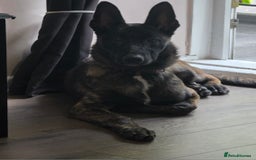 German Shepherd dogs for sale: Dutch herder female 5 months  - Image 3