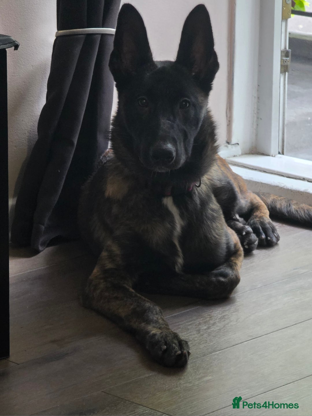 German Shepherd dogs for sale: Dutch herder female 5 months  - Image 3