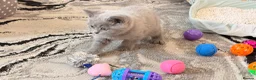 British Shorthair cats for sale: Kitten for sale Girl British short hair  - Advert 4