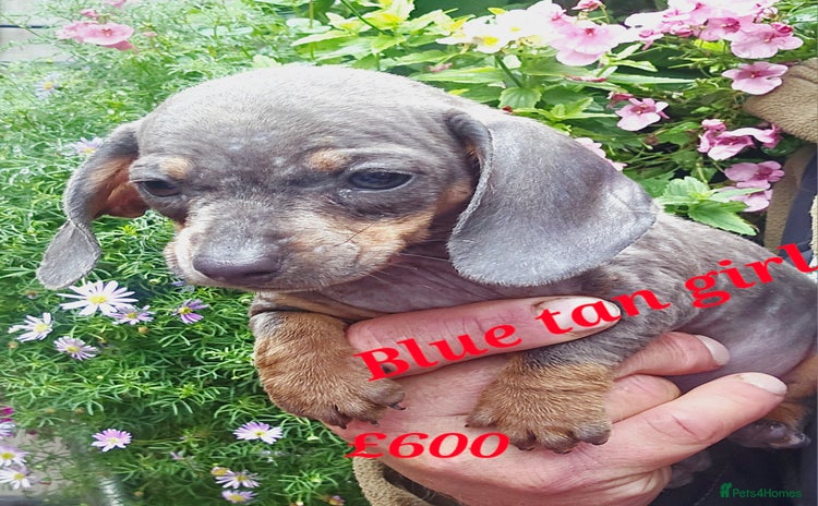 Miniature Dachshund dogs - Advert 6