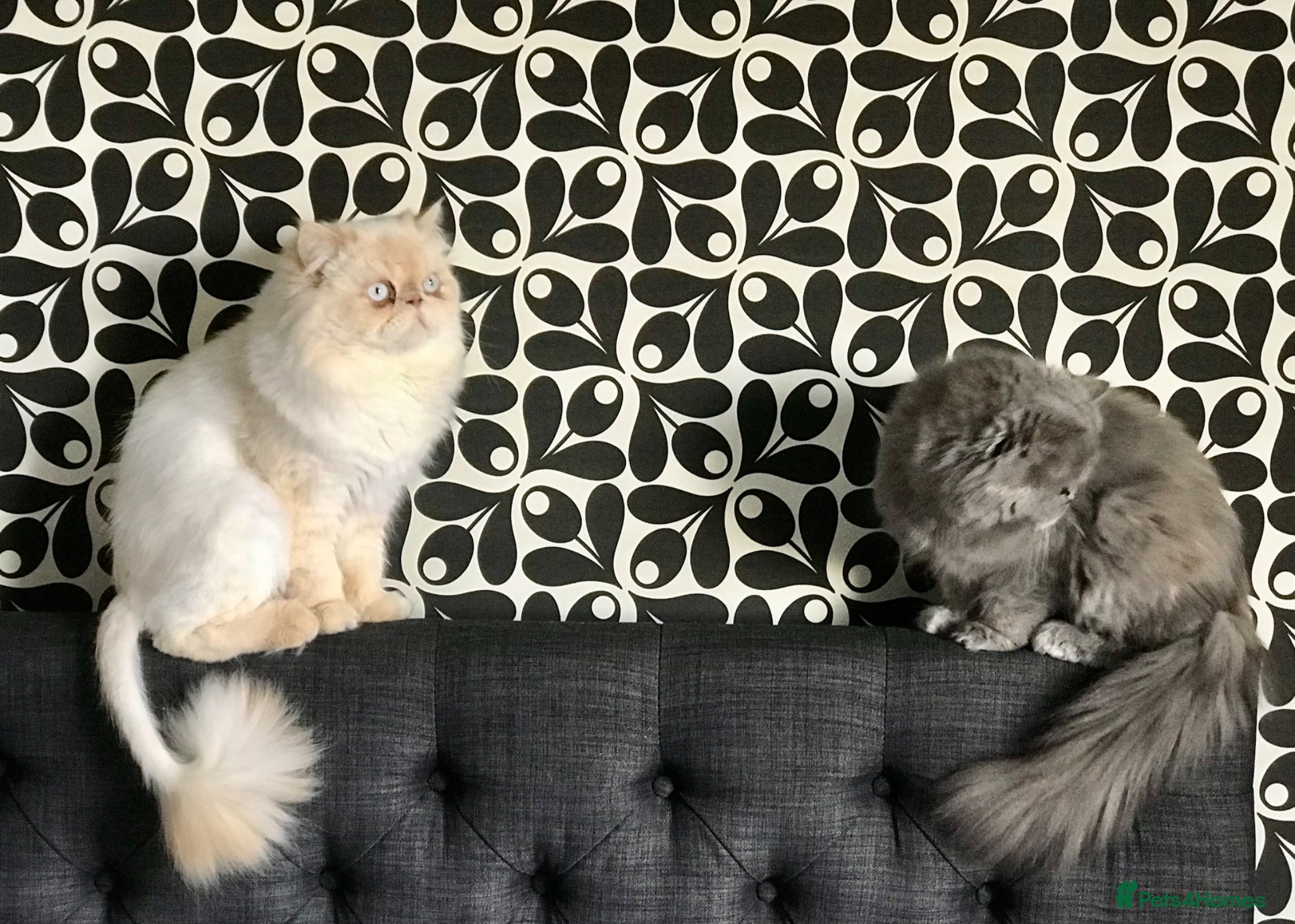 Persian cats Persians  - Advert 5