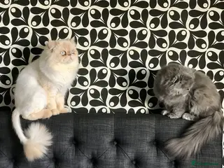 Persian cats Persians - Advert 14