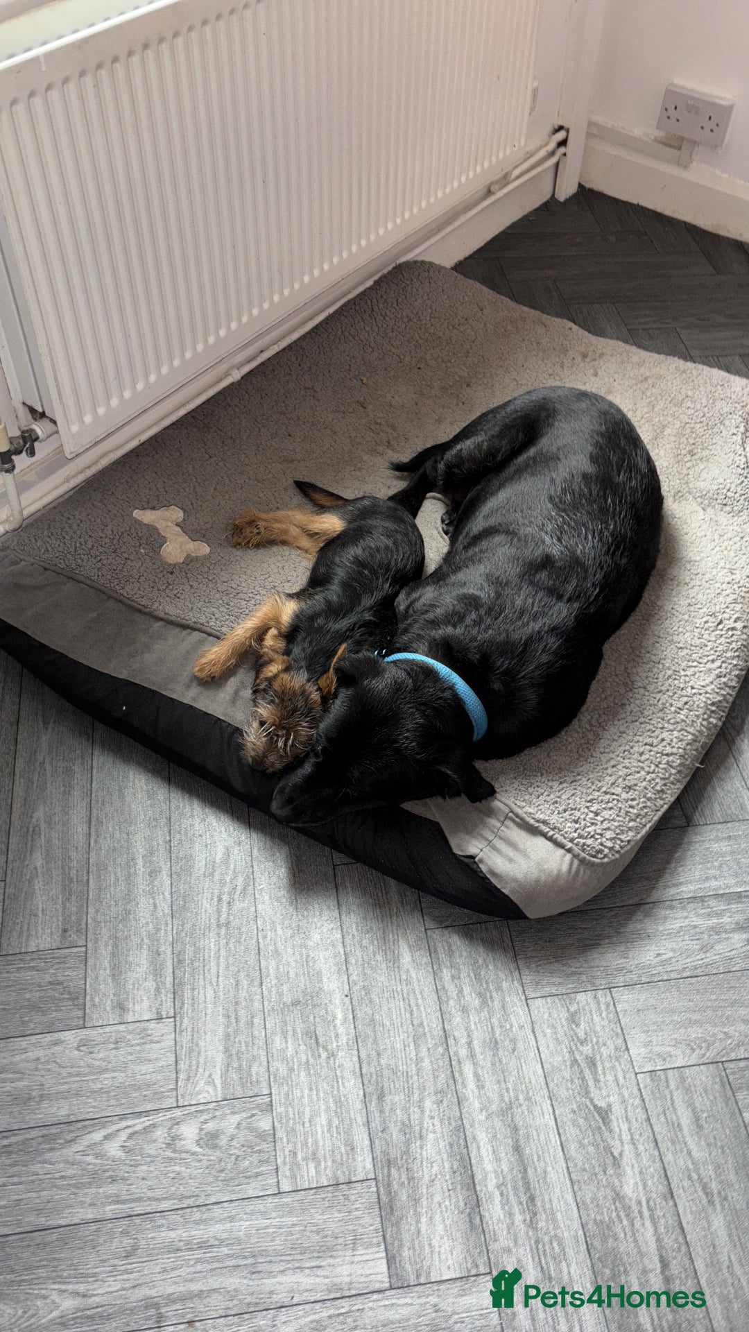 Mixed Breed dogs for sale: Yorkshire terrier mix  - Advert 1