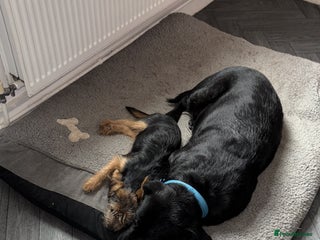 Mixed Breed dogs Yorkshire terrier mix - Advert 1