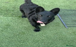 Mixed Breed dogs for adoption: Dashing Dave ready for a new home! - Image 2