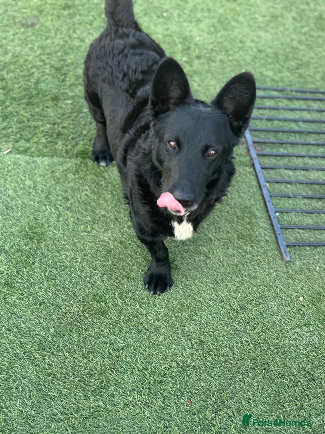 Mixed Breed dogs for adoption: Dashing Dave ready for a new home! - Image 2