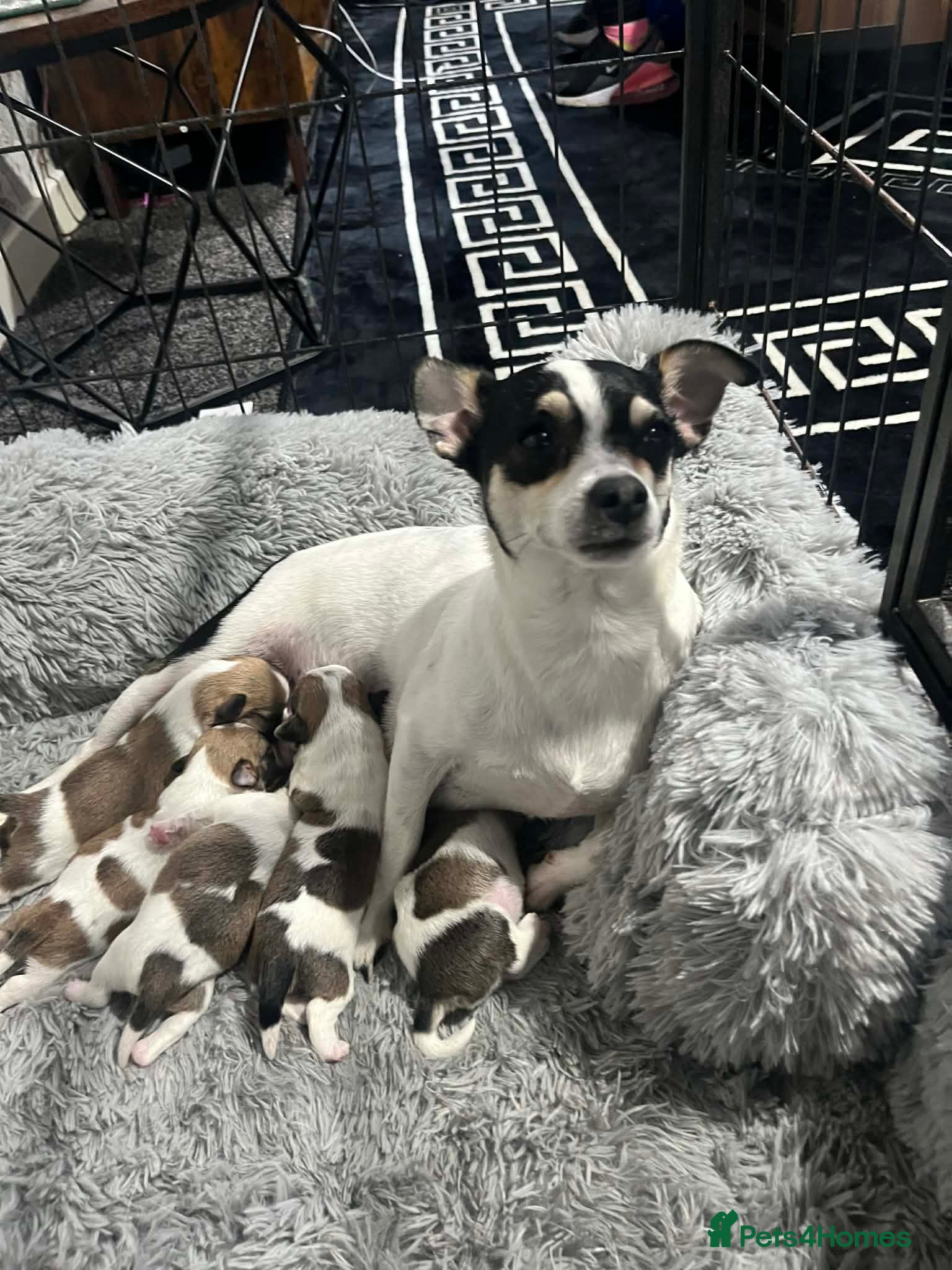 Mixed Breed dogs Shih Tzu cross chihuahua puppies  - Advert 1