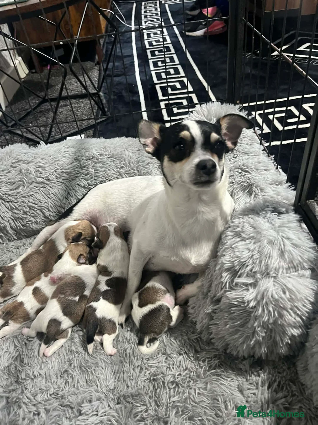 Mixed Breed dogs for sale: Shih Tzu cross chihuahua puppies  in Peterlee - Advert 1