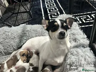 Mixed Breed dogs Shih Tzu cross chihuahua puppies - Advert 11