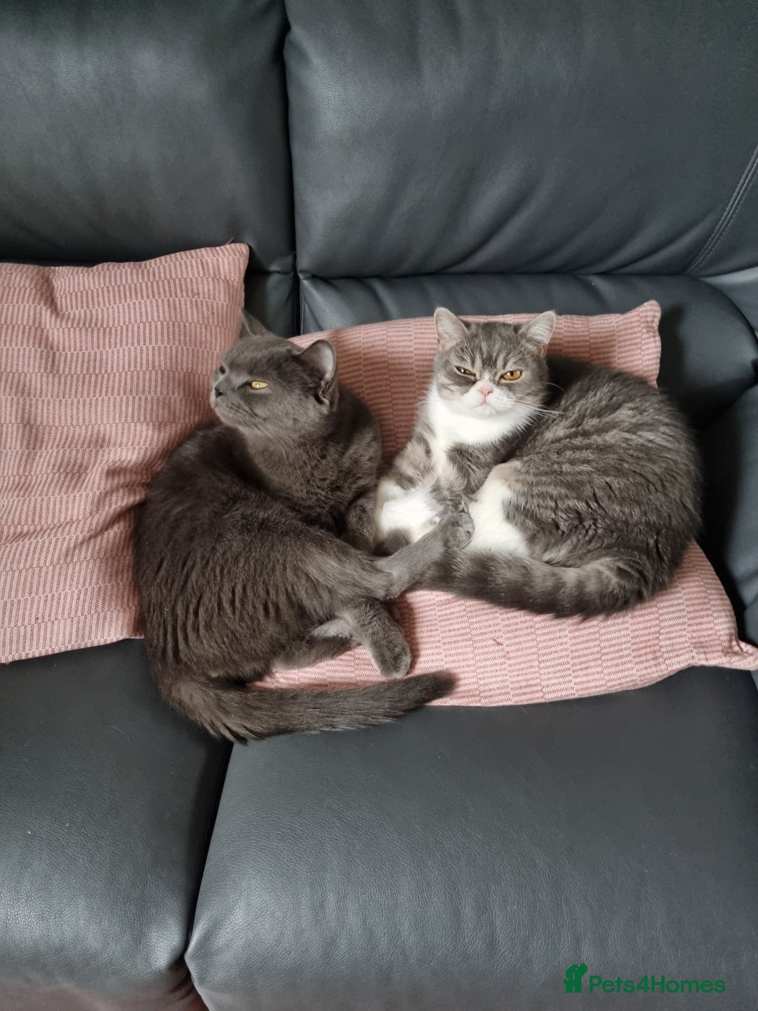 British Shorthair cats for sale: Meet the Dolly's Mom and daughter duo - Image 3
