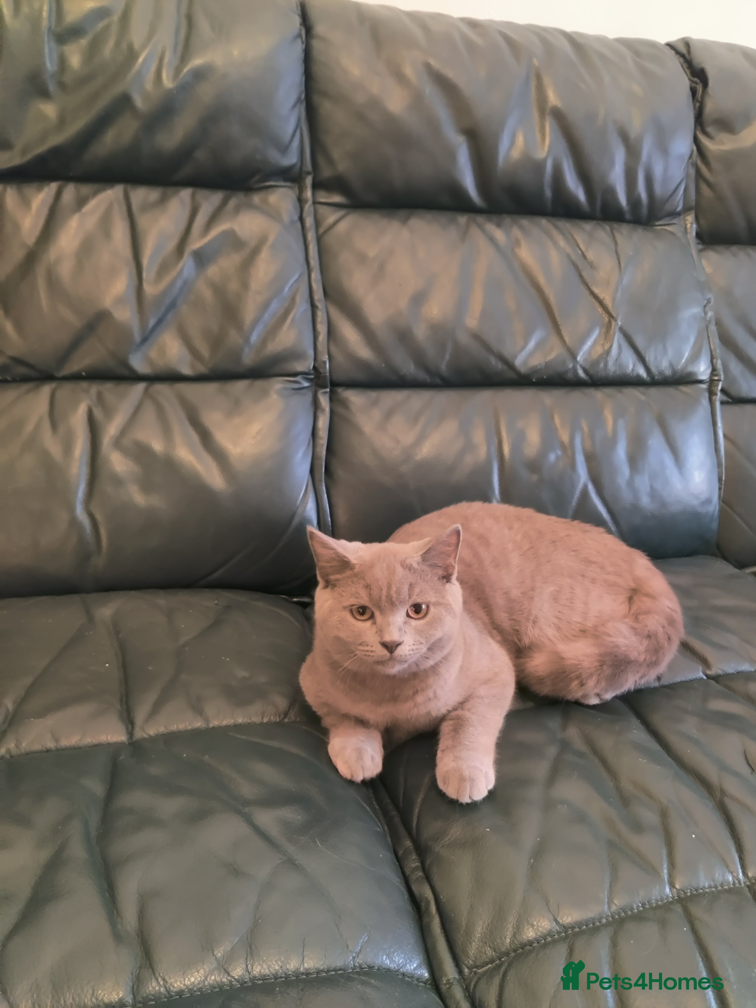 Scottish Fold cats Left one lilac boy.  - Advert 11