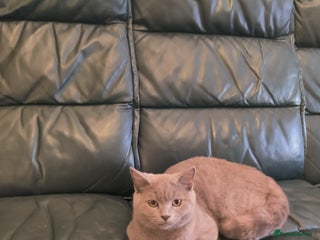 Scottish Fold cats Left one lilac boy. - Advert 5