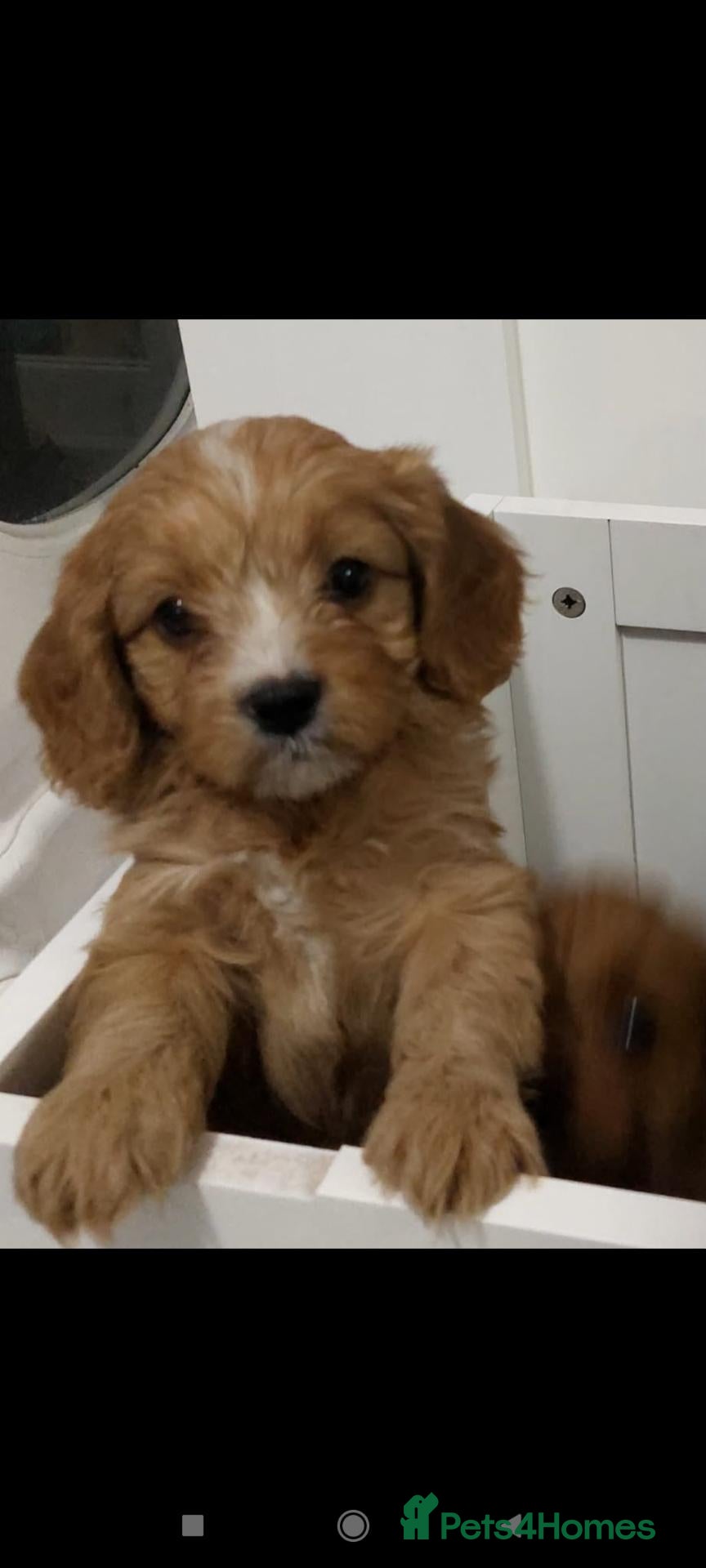 Cavapoo dogs F1 cavapoo puppies  - Advert 20