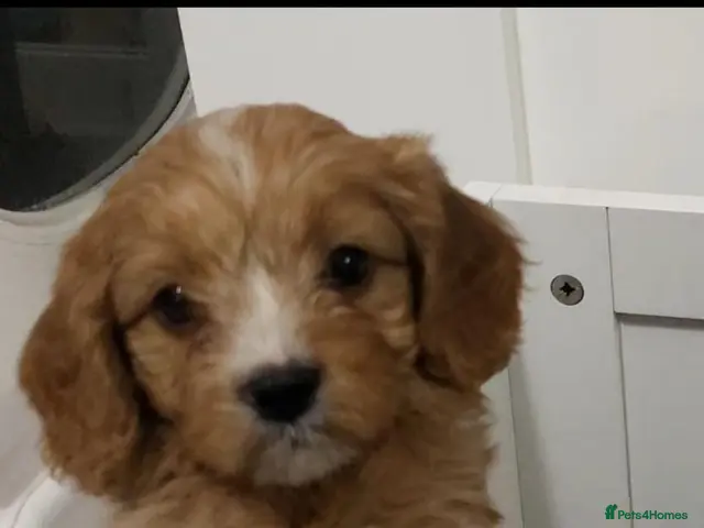 Cavapoo dogs F1 cavapoo puppies - Advert 1