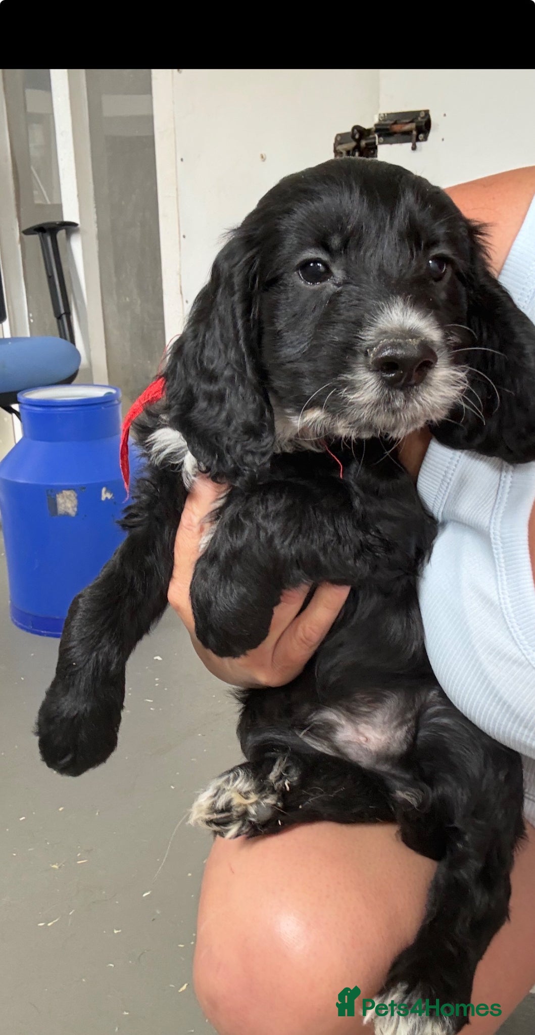 Cockapoo dogs Ready now  cockapoo pups  - Advert 5