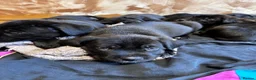 Cane Corso dogs for sale: Cane corso puppies  - Advert 5