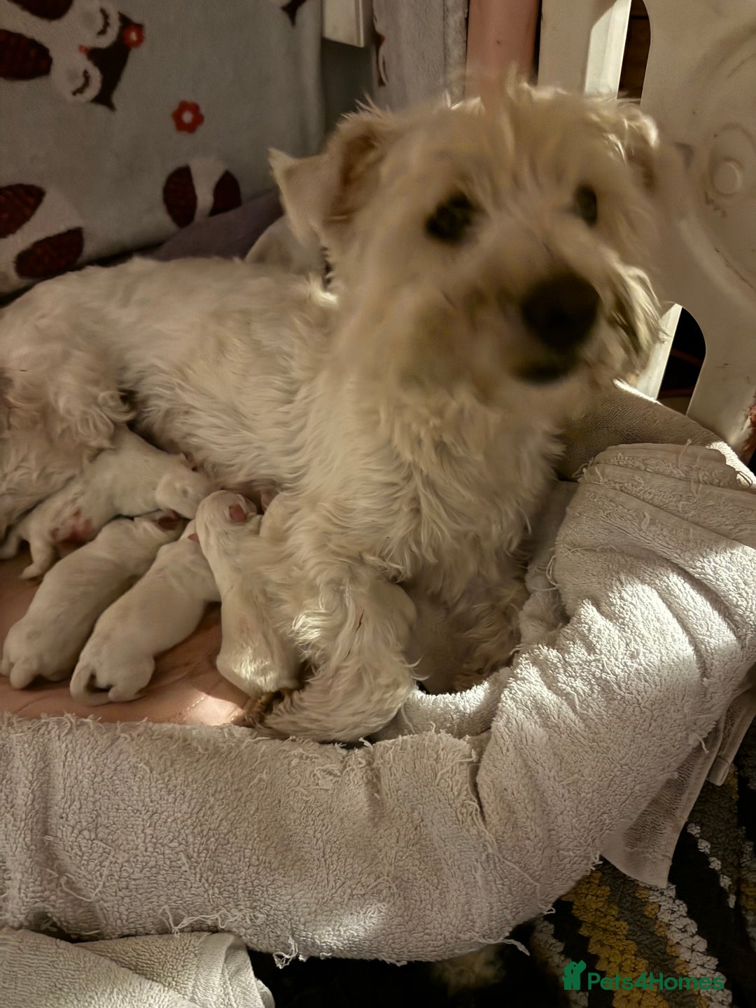 West Highland Terrier dogs for sale: West highland terriers  - Advert 10