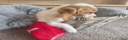 Cocker Spaniel dogs for sale: Amazing Working type Cocker Spaniels - Advert 3