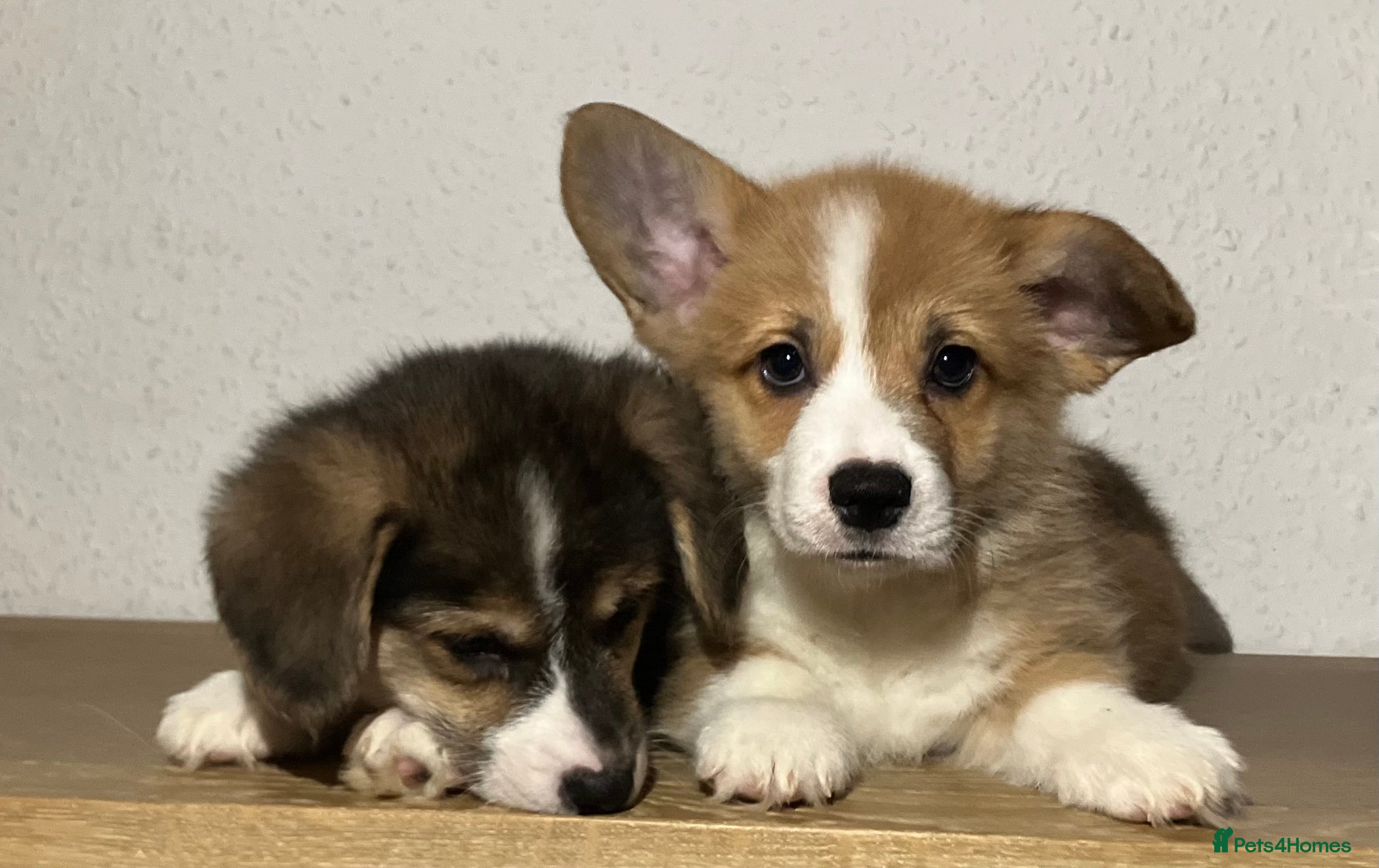 Welsh Corgi Pembroke dogs KC reg. boys vaccinated and ready to go. - Advert 2