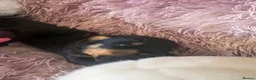 Rottweiler dogs for sale: Stunning litter of Rottweiler babies  - Advert 16