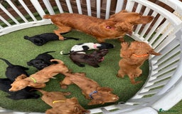 Cocker Spaniel dogs for sale: Working cocker spaniels  - Image 29