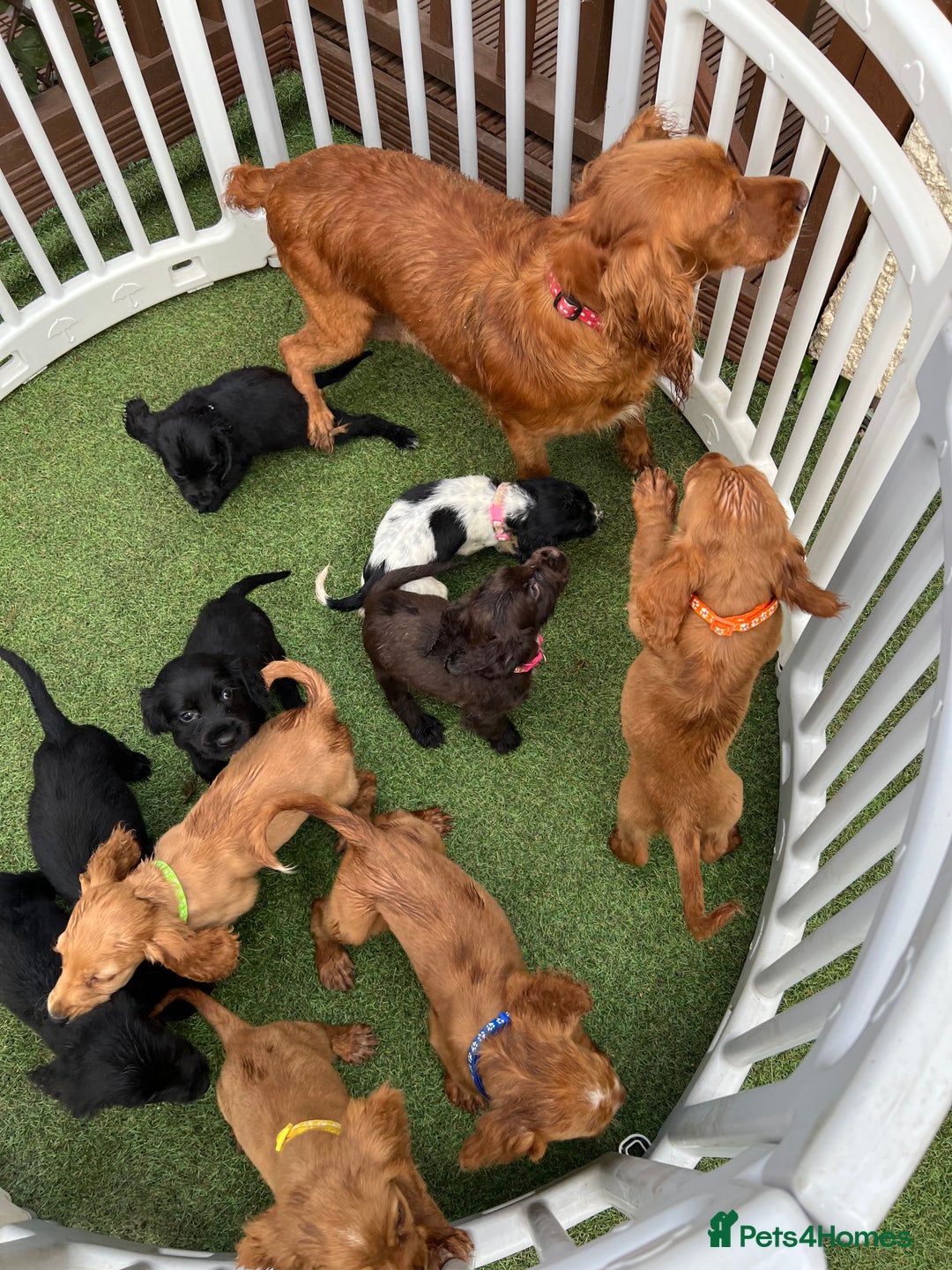 Cocker Spaniel dogs for sale: Working cocker spaniels  - Image 29