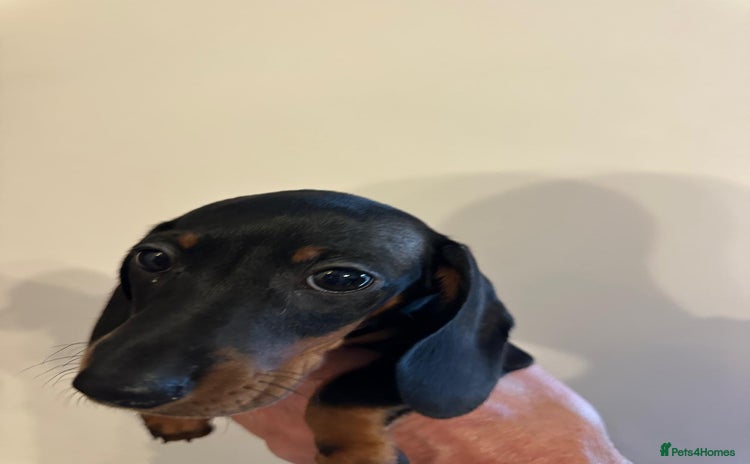 Dachshund dogs 1 beautiful  girl dachshund puppy available  - Advert 4