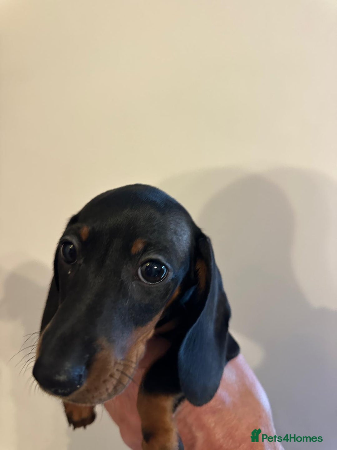 Dachshund dogs for sale: 1 beautiful  girl dachshund puppy available  - Advert 1