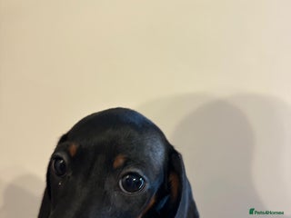 Dachshund dogs 1 beautiful girl dachshund puppy available - Advert 11