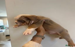 English Bulldog dogs for sale: English Bulldog Puppies  - Image 8